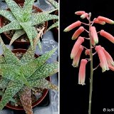 Aloe rauhii (Madagascar)